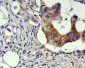 Anti-GSK3 beta Rabbit Monoclonal Antibody